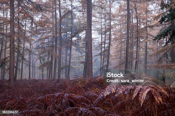 Obficie Jesień Las Jesienią W Pobliżu Lage Vuursche Holandia - zdjęcia stockowe i więcej obrazów Bez ludzi