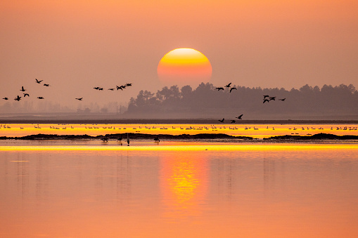sunset, lake, migratory birds