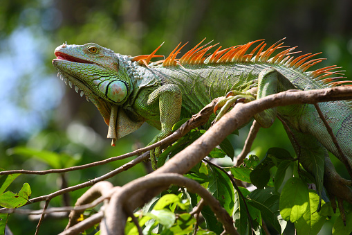 Reptile Iguana on tree