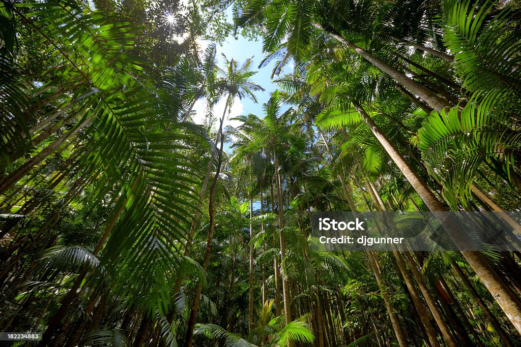 Floresta tropical - Foto de stock de América do Sul royalty-free