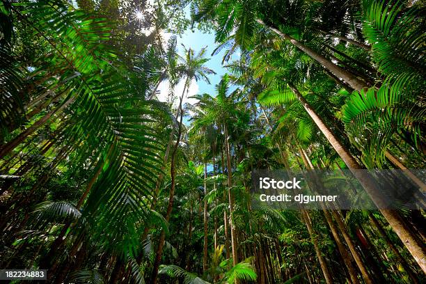 Foto de Floresta Tropical e mais fotos de stock de América do Sul - América do Sul, Austrália, Azul