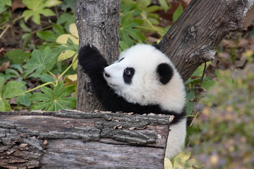 Little Panda is exploring the green yard, Chengdu Panda Base, Chengdu, China