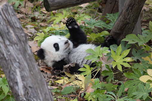 Giant Panda; Ailuropoda melanoleuca; China. Family Ursidae. Eating a bamboo branch.