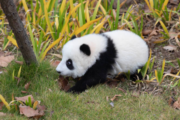 istock Close up Little Fulffy Panda 1822349194