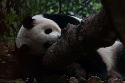 Happy Panda is sleeping on the tree, Chengdu, China