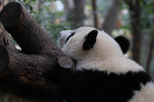 Happy Panda is sleeping on the tree, Chengdu, China
