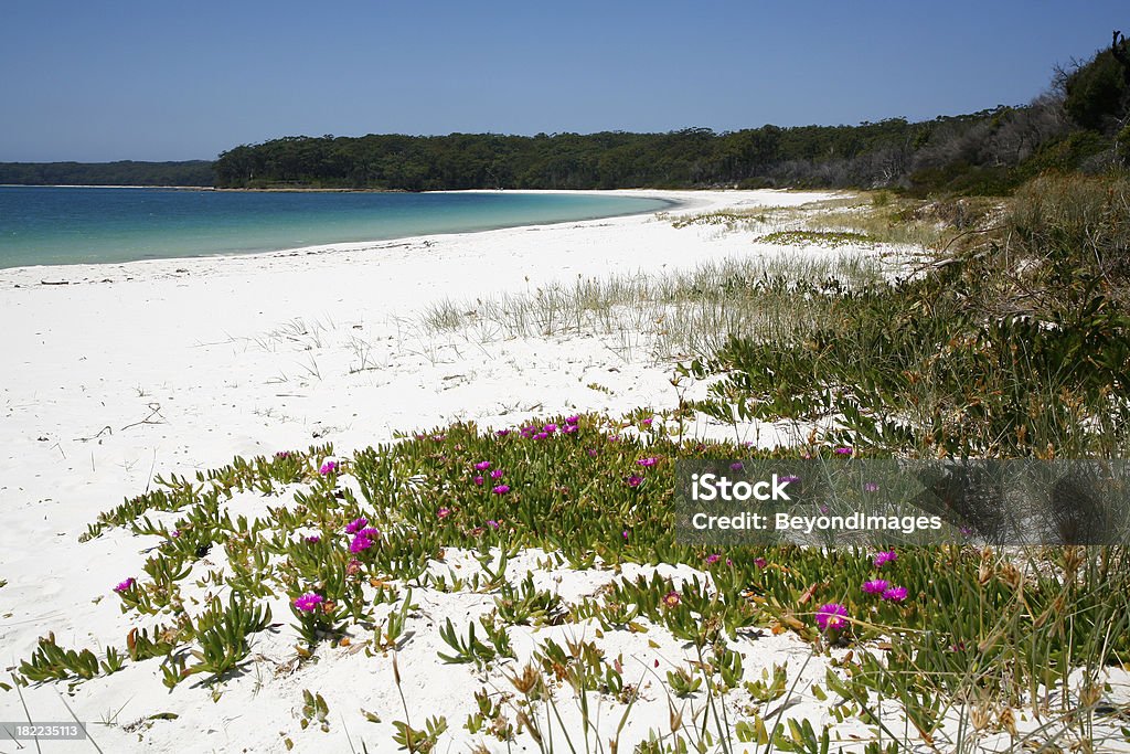 白いビーチ、ピンクの花、アクアの海 - オーストラリアのロイヤリティフリーストックフォト