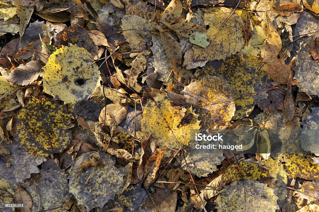 Wet Fallen Leaves Wet Fallen Autumn Leaves Autumn Stock Photo