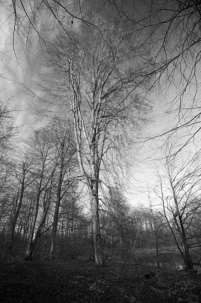 Winter trees. stock photo