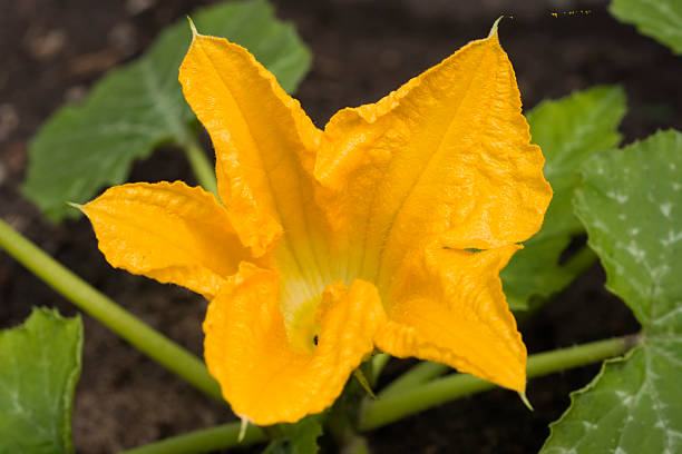 fleur de fleur de courge - zucchini blossom squash single flower photos et images de collection