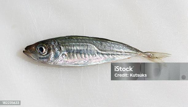 Pescado Foto de stock y más banco de imágenes de Alimento - Alimento, Animal, Animal muerto