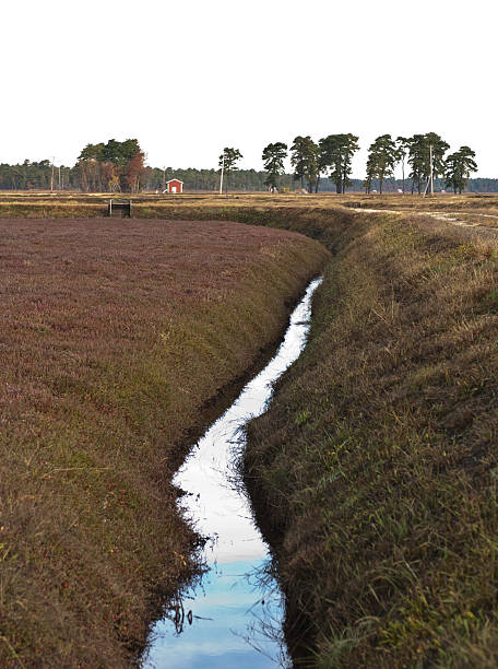 istock Cranberry Bog And Irrigation Channel 182235680