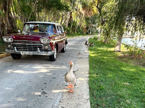 Old vintage American car in Varadero Cuba during winter day with a goose wandering