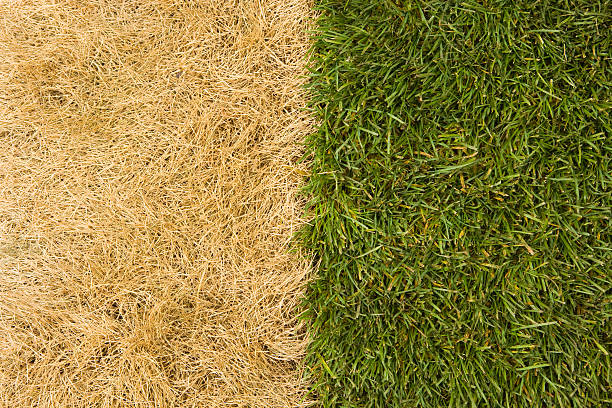 l'herbe est beaucoup plus verte ailleurs sur l'autre côté. - vegetation morte photos et images de collection