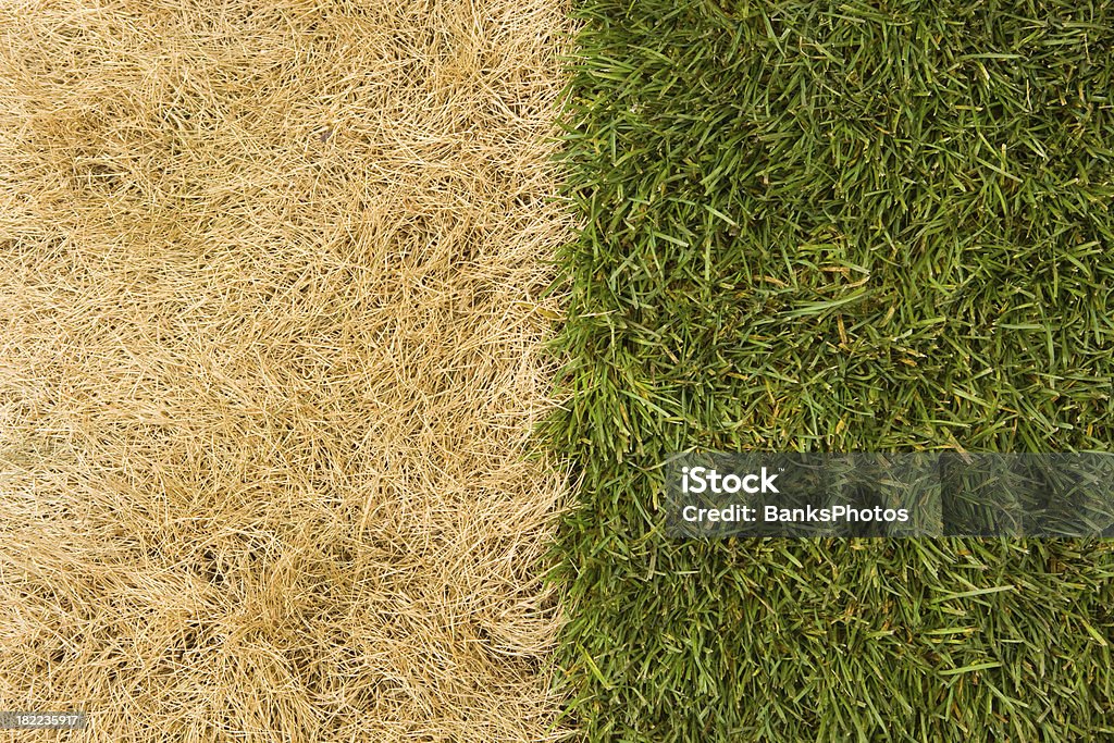 The Grass is Much Greener on Other Side  Grass Stock Photo