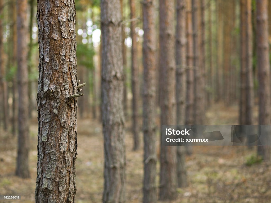 Pinetree tronco - Foto stock royalty-free di Albero