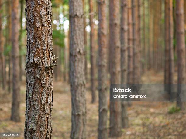 Pinetree Tronco - Fotografie stock e altre immagini di Albero - Albero, Ambientazione esterna, Bosco