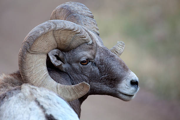 istock Mature large horned bighorn sheep ram, Colorado 182236085