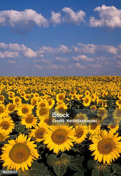 Słonecznik W Polu - zdjęcia stockowe i więcej obrazów Bez ludzi - Bez ludzi, Fotografika, Główka kwiatu