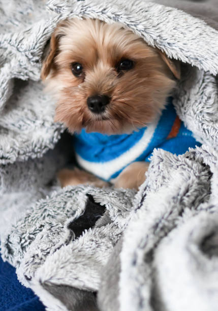 istock Yorkshire terrier under the blanket in bed. Yorkshire terrier dog breed 1822361596
