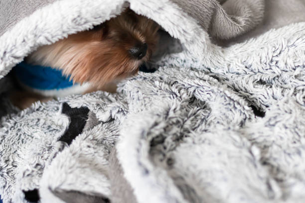istock Yorkshire terrier under the blanket in bed. Yorkshire terrier dog breed 1822361599