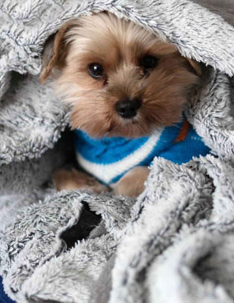 istock Yorkshire terrier under the blanket in bed. Yorkshire terrier dog breed 1822361602