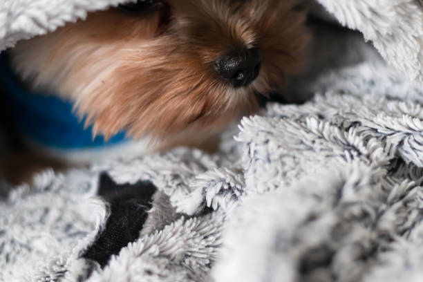 istock Yorkshire terrier under the blanket in bed. Yorkshire terrier dog breed 1822361607