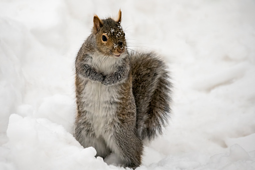 One rodent squirrel on hind legs in winter white snow. Wildlife