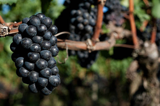 uva pinot nero cluster - pinot noir grape black vinifera red wine foto e immagini stock