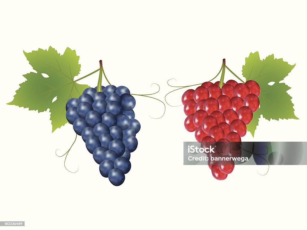grapes grapes on white background,drawing by illustration Grape stock vector