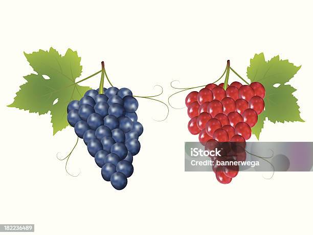 Grapes Stock Illustration - Download Image Now - Grape, Agriculture, Botany