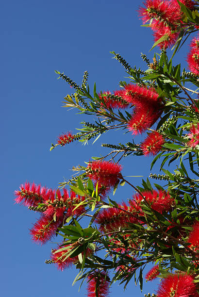 istock Red Bottlebrush flowers against a blue sky 182236753