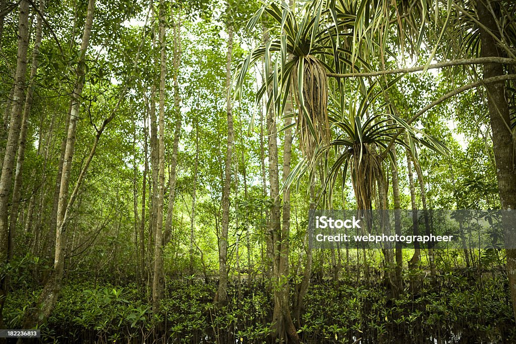 Bosque Tropical - Foto de stock de Abundancia libre de derechos