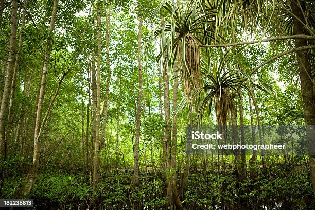 Bosque Tropical Foto de stock y más banco de imágenes de Abundancia - Abundancia, Aire libre, Aislado