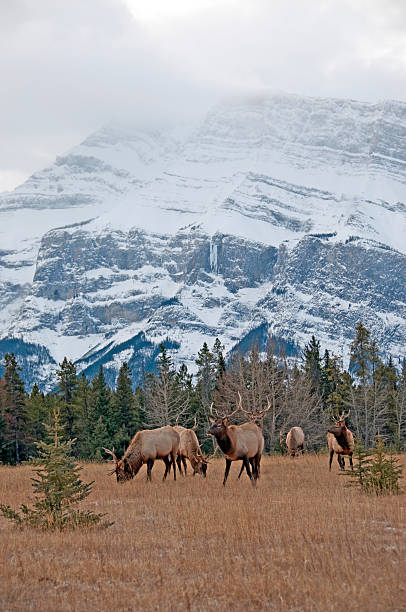 istock Bull Elk Herd In the Rockies 182236976