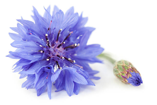 Blue cornflower growing in a green field, isolated single, macro mural