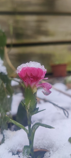 A frozen pink flower still standing in the snow