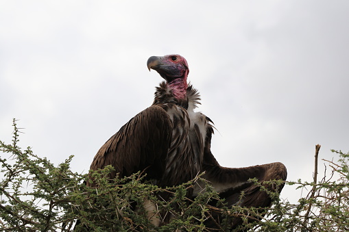 Vautour de Rüppell / aigle / Faucon - Tanzania