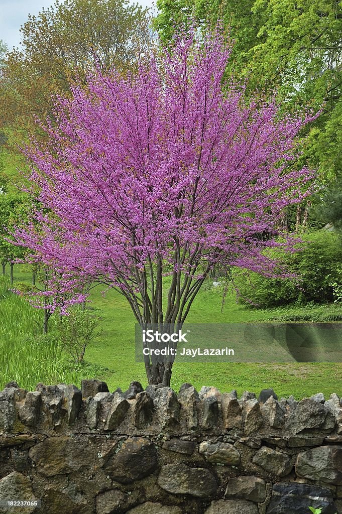 Colori della primavera, orientale in piena fioritura Albero di Giuda - Foto stock royalty-free di Albero di Giuda