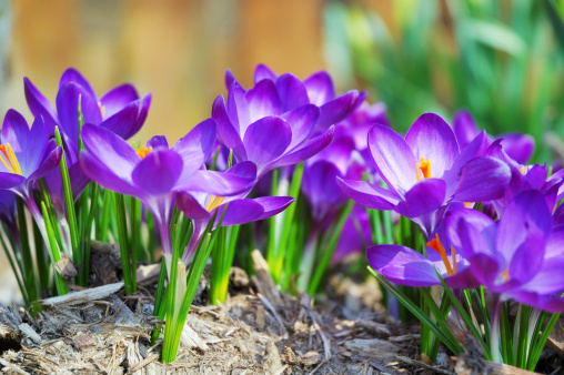 close-up of a purple pasqueflower blossom (pulsatilla vulgaris) with blurry background