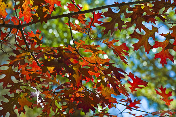 Herbst Farbe – Foto