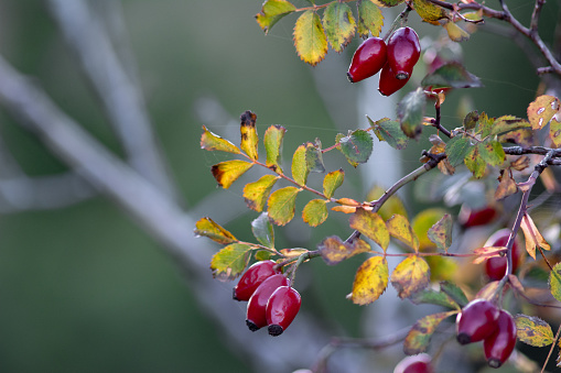 Overripe red fruits of a rosehip on a branch in late autumn