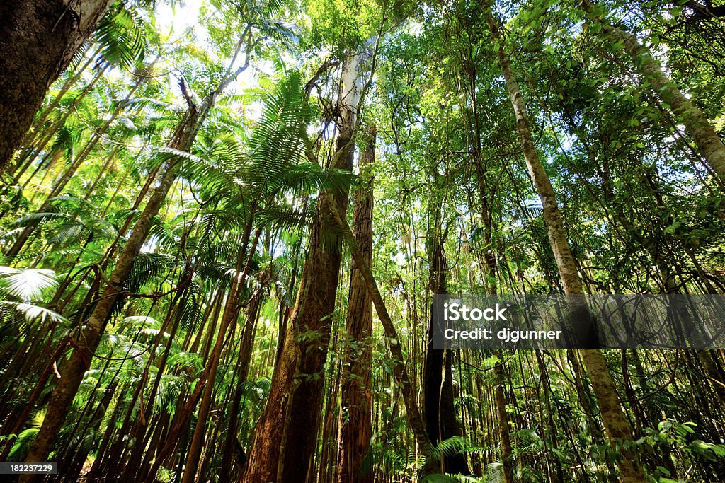 Floresta tropical - Foto de stock de Austrália royalty-free