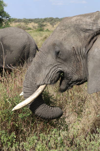 Afrikanischer Elefant / African elephant / Loxodonta africana