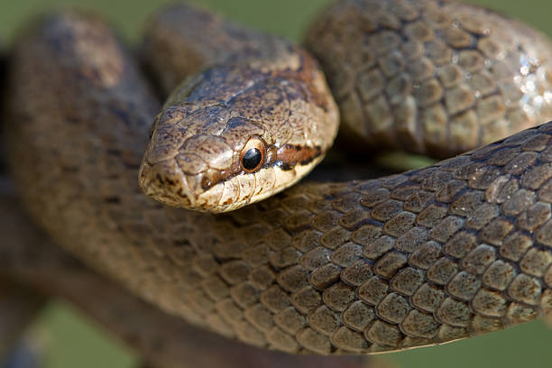 A snake in the sunlight on top of a fallen tree in the forest of the Houston Aboretum, a 155 acre municipal parkland within the city limits of Houston.