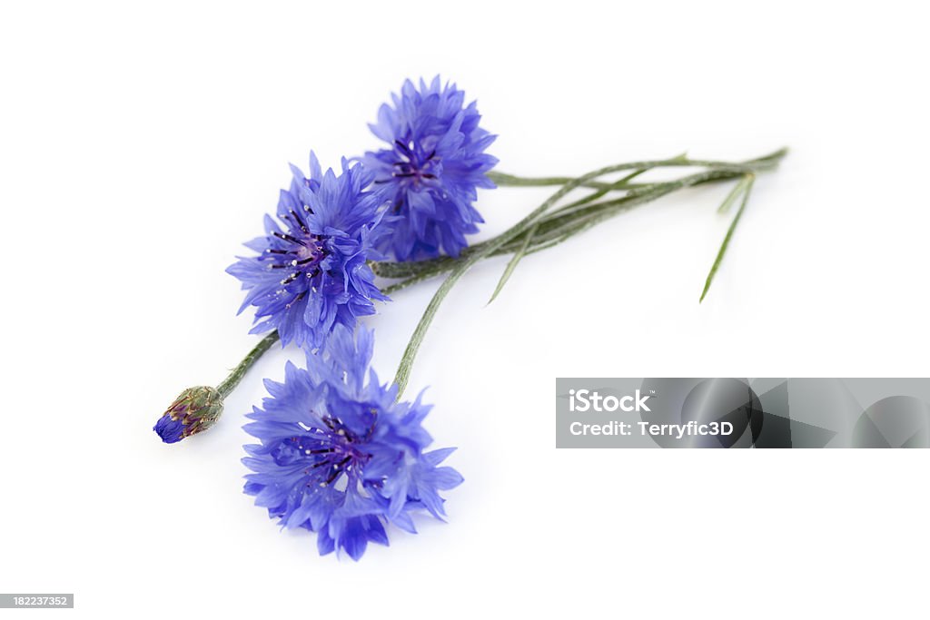 Bouquet azulejo azul - Foto de stock de Aciano libre de derechos