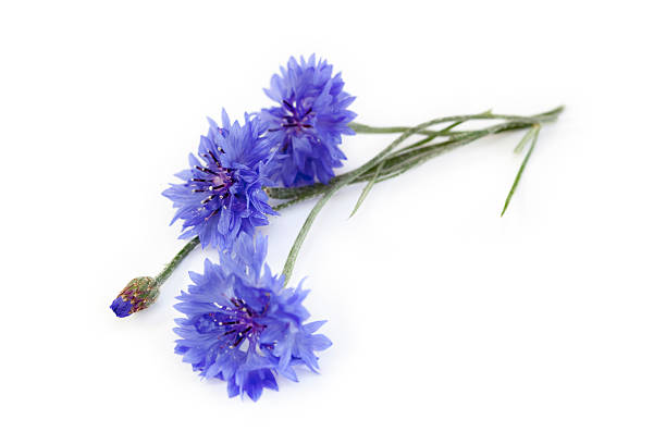Blue Cornflower Bouquet Macro of a bunch of cornflowers and bud. cornflower photos stock pictures, royalty-free photos & images