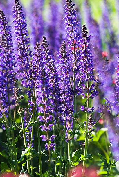 istock Lilac Sage (Salvia verticillata) 'Purple Rain' - II 182237387