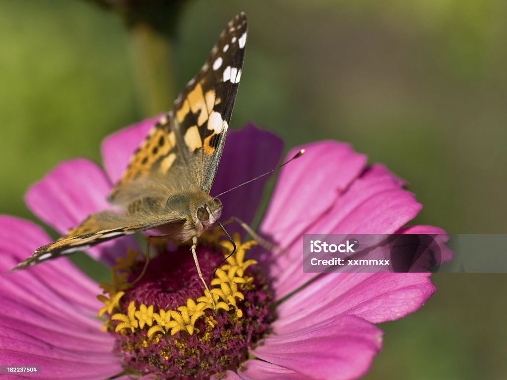 Bella dama-Vanessa cardui - Foto de stock de Aire libre libre de derechos