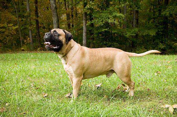 A Full Body Portrait of a Bull Mastiff purebred dog